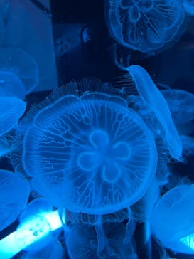 マクセル アクアパーク品川に投稿された画像（2021/4/18）