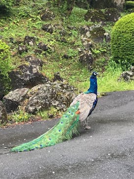 伊豆シャボテン動物公園に投稿された画像（2021/4/19）