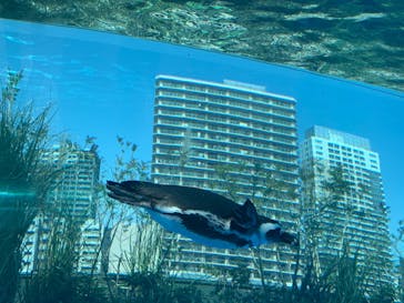 サンシャイン水族館に投稿された画像（2021/4/19）