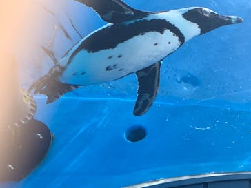 サンシャイン水族館に投稿された画像（2021/4/19）