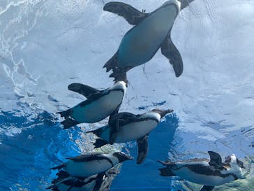 サンシャイン水族館に投稿された画像（2021/4/19）