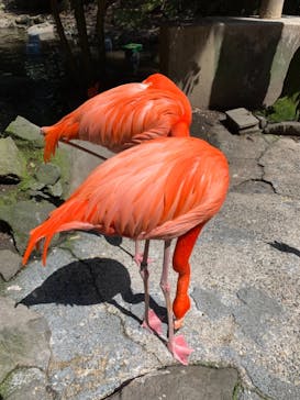 伊豆シャボテン動物公園に投稿された画像（2021/4/19）