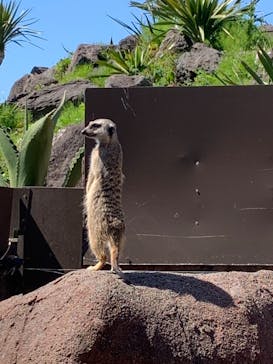 伊豆シャボテン動物公園に投稿された画像（2021/4/19）