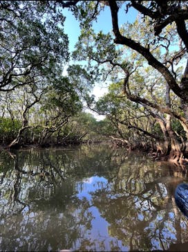 マングローブ茶屋に投稿された画像（2021/4/19）