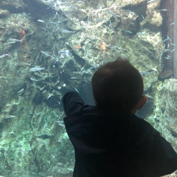 サケのふるさと 千歳水族館に投稿された画像（2021/4/19）