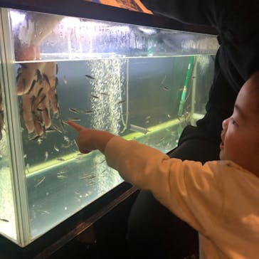 サケのふるさと 千歳水族館に投稿された画像（2021/4/19）