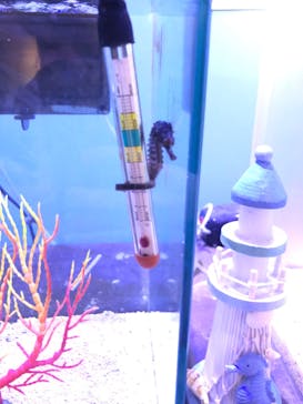 ゼロ距離水族館 伊勢シーパラダイスに投稿された画像（2021/4/19）