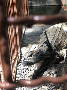 熱川バナナワニ園に投稿された画像（2021/4/19）