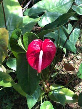 熱川バナナワニ園に投稿された画像（2021/4/19）