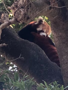 熱川バナナワニ園に投稿された画像（2021/4/19）