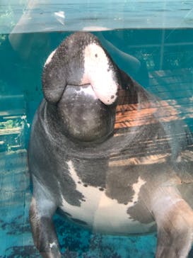 熱川バナナワニ園に投稿された画像（2021/4/19）