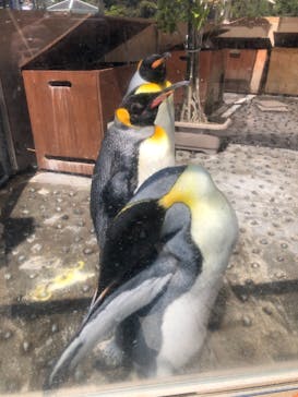 下田海中水族館に投稿された画像（2021/4/19）