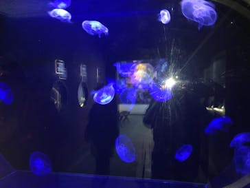 下田海中水族館に投稿された画像（2021/4/19）