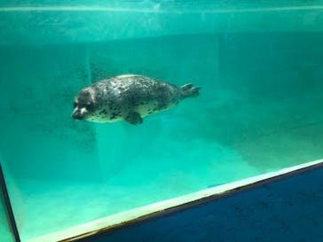 下田海中水族館に投稿された画像（2021/4/19）