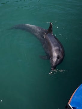 下田海中水族館に投稿された画像（2021/4/19）