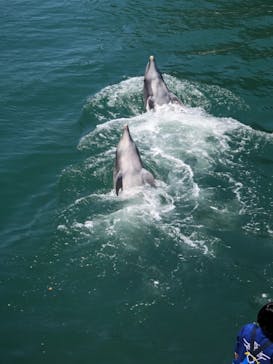下田海中水族館に投稿された画像（2021/4/19）