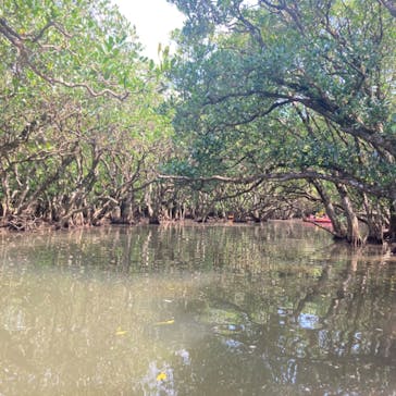 マングローブ茶屋に投稿された画像（2021/4/19）