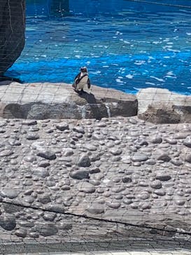 横浜・八景島シーパラダイスに投稿された画像（2021/4/19）