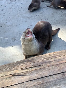 横浜・八景島シーパラダイスに投稿された画像（2021/4/19）