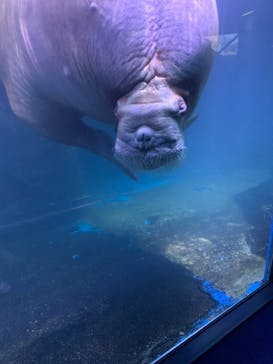 横浜・八景島シーパラダイスに投稿された画像（2021/4/19）