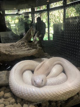 伊豆アニマルキングダムに投稿された画像（2021/4/20）