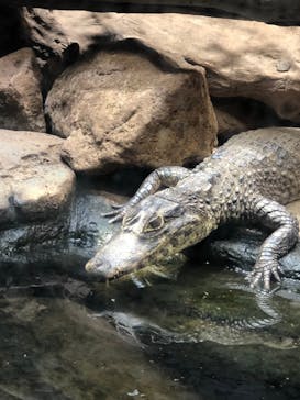 伊豆アニマルキングダムに投稿された画像（2021/4/20）