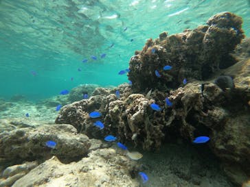 武藤潜水に投稿された画像（2021/4/20）