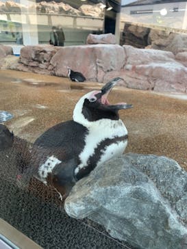 京都水族館に投稿された画像（2021/4/20）