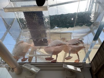 サンシャイン水族館に投稿された画像（2021/4/20）