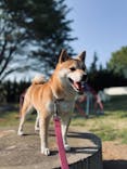 世界の名犬牧場に投稿された画像（2021/4/20）