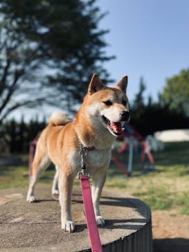 世界の名犬牧場に投稿された画像（2021/4/20）