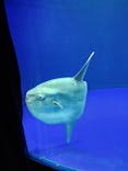 サンシャイン水族館に投稿された画像（2021/4/20）