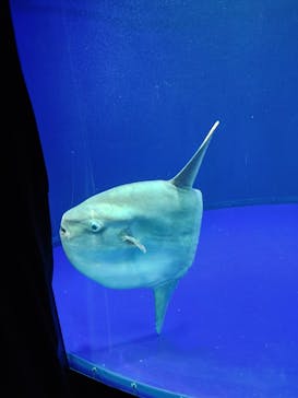 サンシャイン水族館に投稿された画像（2021/4/20）