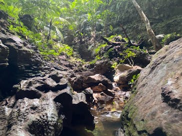 西表島 ADVENTURE PiPi（アドベンチャーピピ）に投稿された画像（2021/4/20）