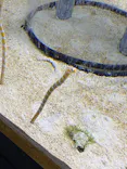 すみだ水族館に投稿された画像（2021/4/21）