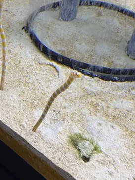 すみだ水族館に投稿された画像（2021/4/21）