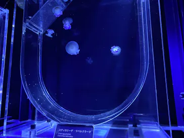 すみだ水族館に投稿された画像（2021/4/21）