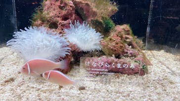 京都水族館に投稿された画像（2021/4/21）