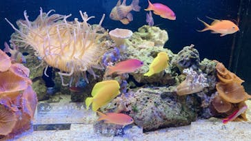 京都水族館に投稿された画像（2021/4/21）
