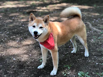 わんダフルネイチャーヴィレッジに投稿された画像（2021/4/21）