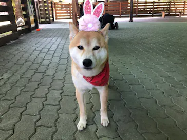 わんダフルネイチャーヴィレッジに投稿された画像（2021/4/21）