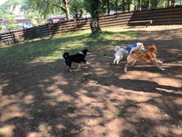 わんダフルネイチャーヴィレッジに投稿された画像（2021/4/21）