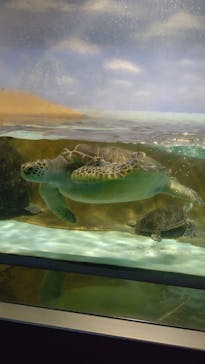 マリンワールド海の中道に投稿された画像（2021/4/21）