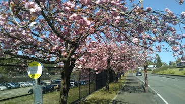 道の駅うつのみや ろまんちっく村 湯処あぐりに投稿された画像（2021/4/22）