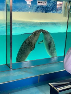 下田海中水族館に投稿された画像（2021/4/22）