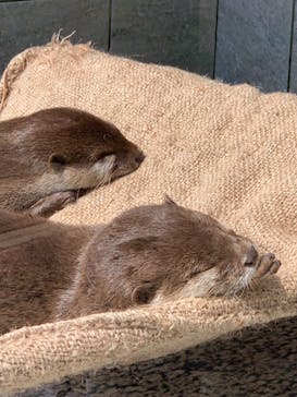 下田海中水族館に投稿された画像（2021/4/22）
