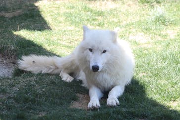 那須どうぶつ王国に投稿された画像（2021/4/22）