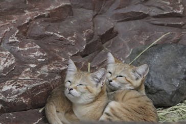 那須どうぶつ王国に投稿された画像（2021/4/22）