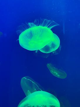 大分マリーンパレス水族館 「うみたまご」に投稿された画像（2021/4/22）