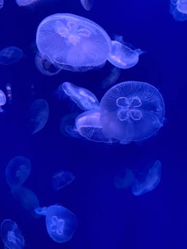 大分マリーンパレス水族館 「うみたまご」に投稿された画像（2021/4/22）